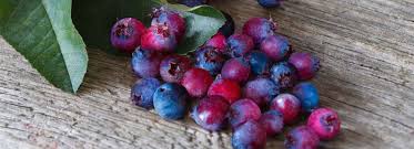 saskatoon-berries-74.jpeg