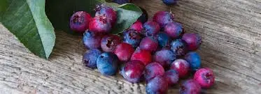 saskatoon-berries-74.jpeg