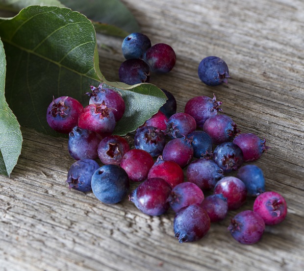 saskatoon-berries-89.jpeg