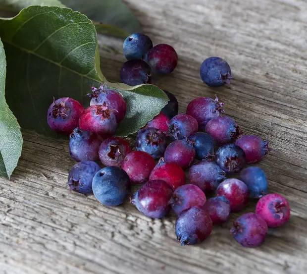 saskatoon-berries-89.jpeg
