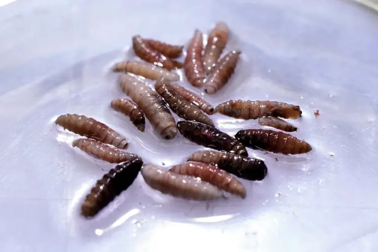 screwworm-79.webp
