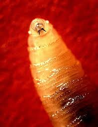 screwworms-221.jpeg