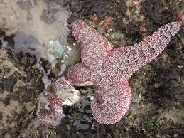 sea-star-wasting-disease-1.jpeg