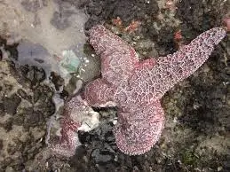 sea-star-wasting-disease-1.jpeg