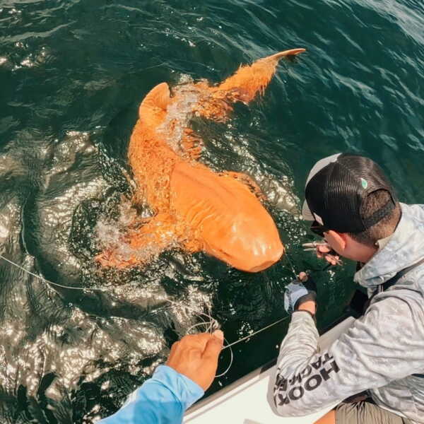 un-requin-orange-121.jpeg
