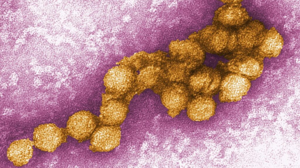 west-nile-virus-71.jpeg