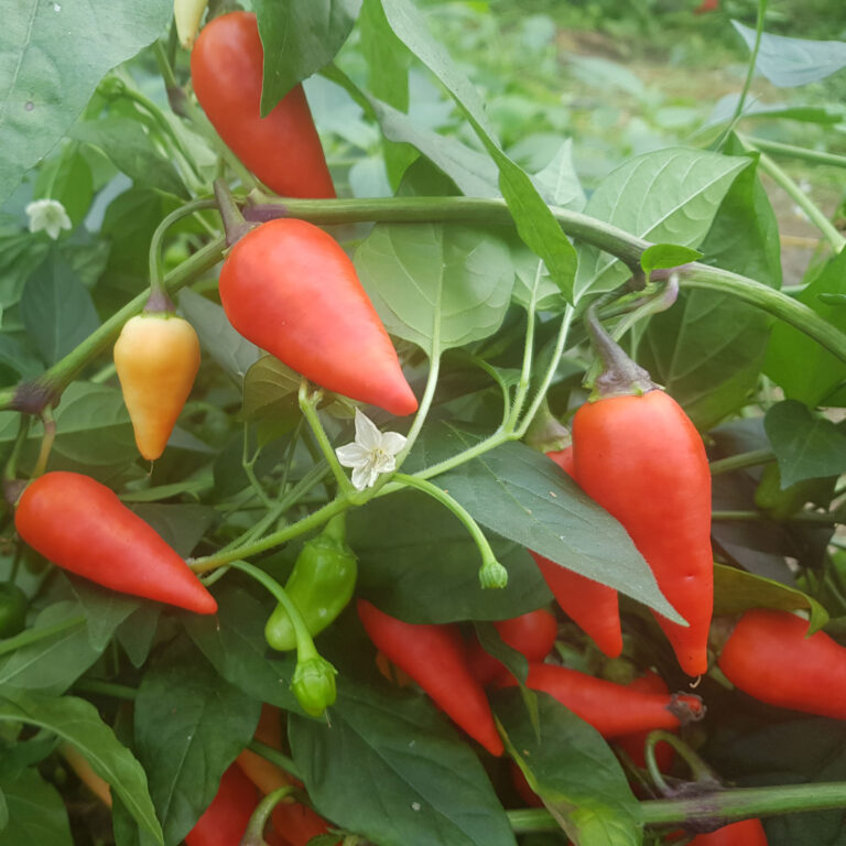 br-sil-chili-58.jpeg
