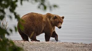 fat-bear-week-2025-23.jpeg