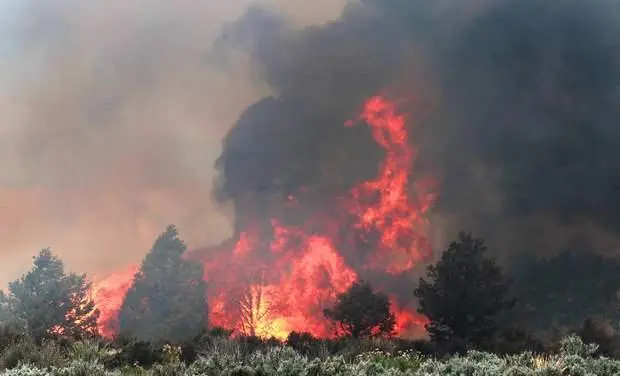 forest-fire-213.jpeg