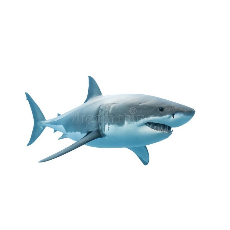 great-white-shark-224.jpeg