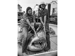 great-white-sharks-75.jpeg