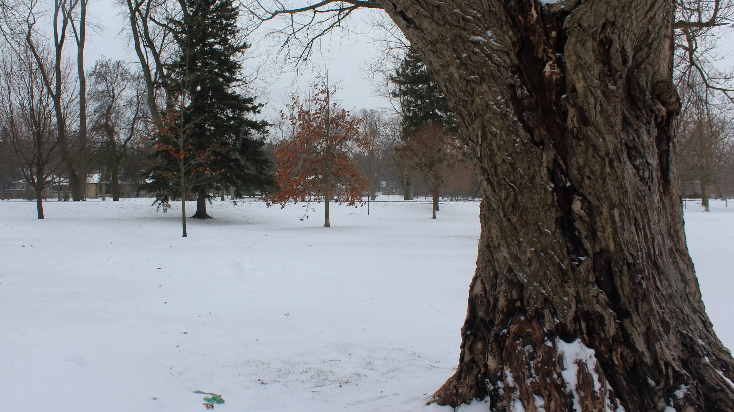 Current Weather Trends in Guelph: What to Expect