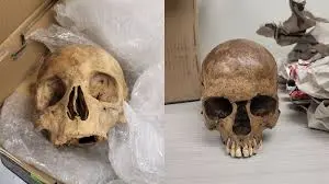 human-skull-found-6.jpeg