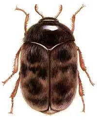 khapra-beetle-54.jpeg