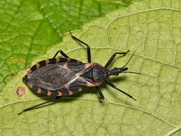 kissing-bugs-disease-13.jpeg