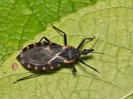 kissing-bugs-disease-13.jpeg
