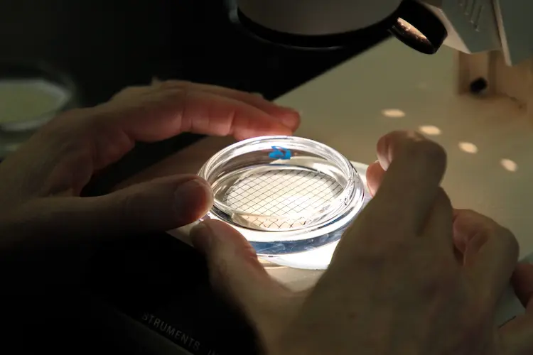 microplastics-9.jpeg