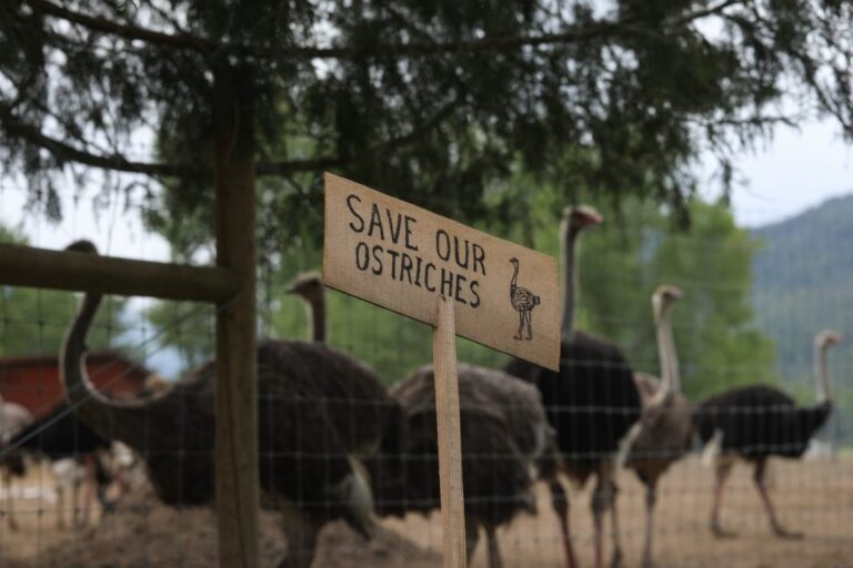 ostrich-farm-b-c-17.jpeg