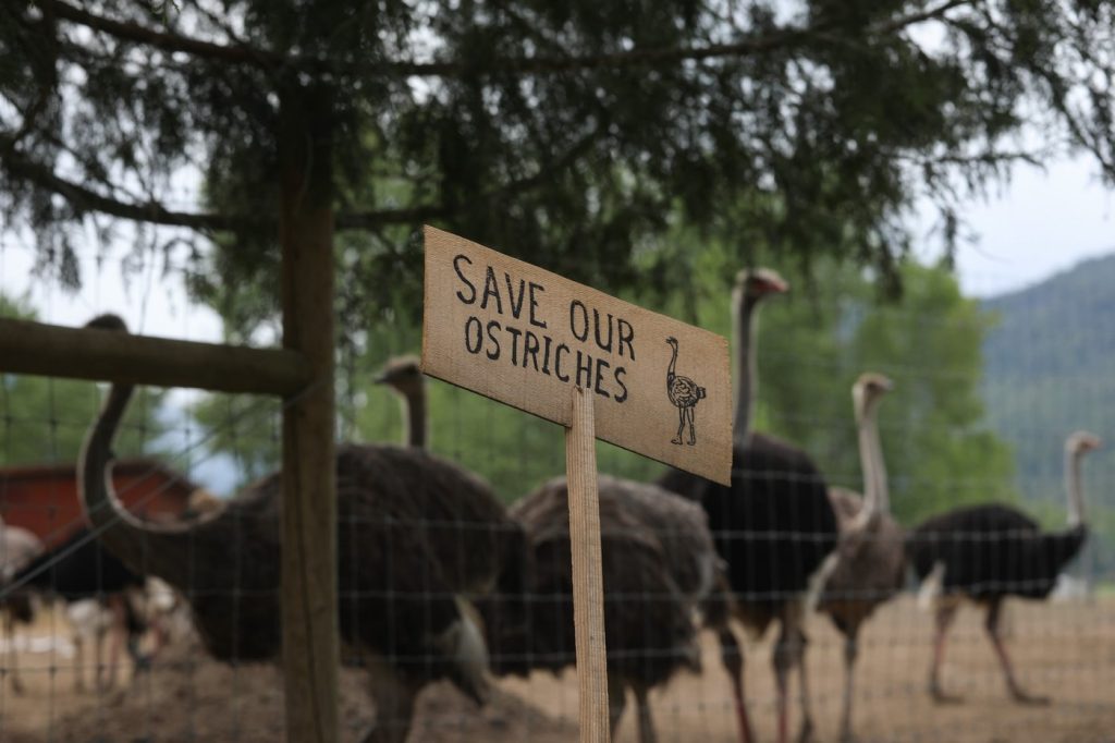 ostrich-farm-b-c-17.jpeg