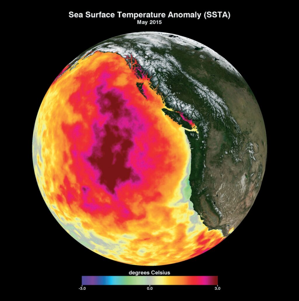 pacific-blob-155.jpeg