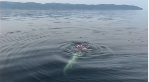 requin-blanc-gaspesie-226.jpeg
