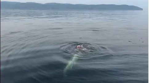 requin-blanc-gaspesie-226.jpeg