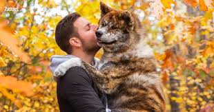 sam-breton-chien-36.jpeg