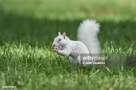 Understanding the Squirrel White: A Unique Rodent Species