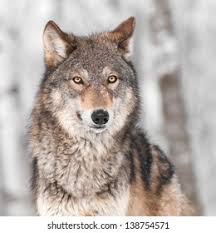 wolf-stock-28.jpeg