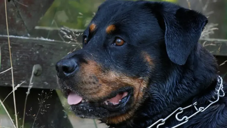 attaque-de-chien-81.webp