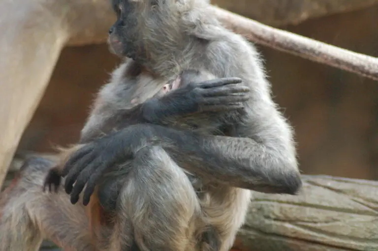 Discover the Calgary Zoo: A Hub of Wildlife and Conservation
