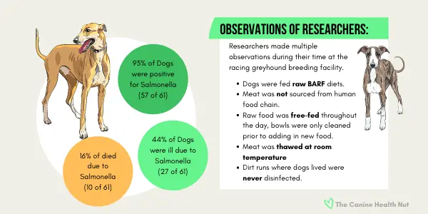 Understanding the Risks of Dog Food Salmonella image 1