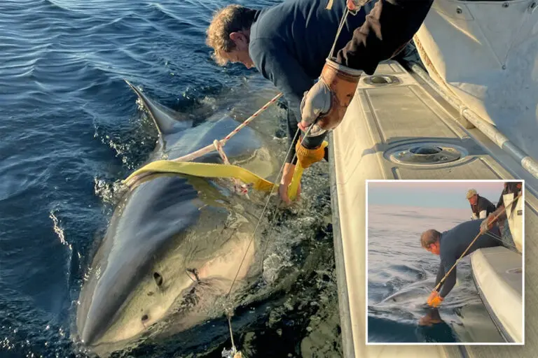 La Présence du Grand Requin Blanc au Canada : Un Écosystème à Protéger