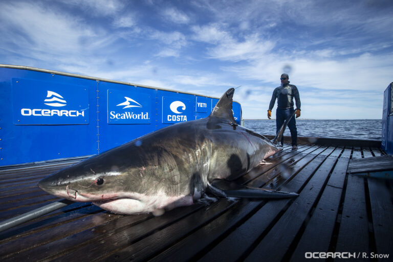 great-white-sharks-15.jpeg