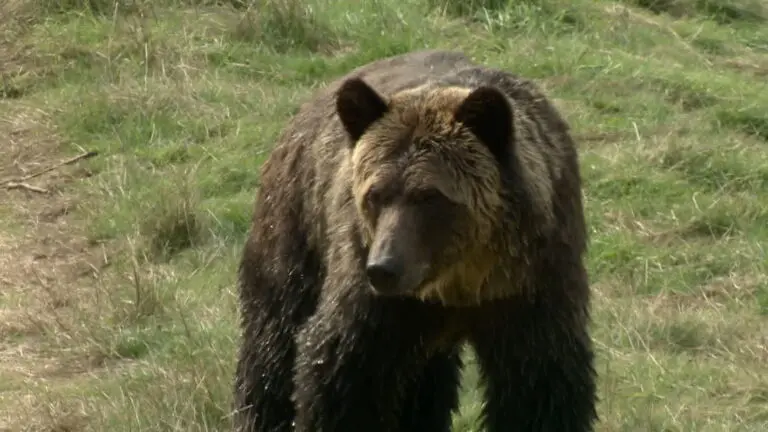grizzly-attack-calgary-70.jpeg