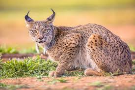 iberian-lynx-140.jpeg