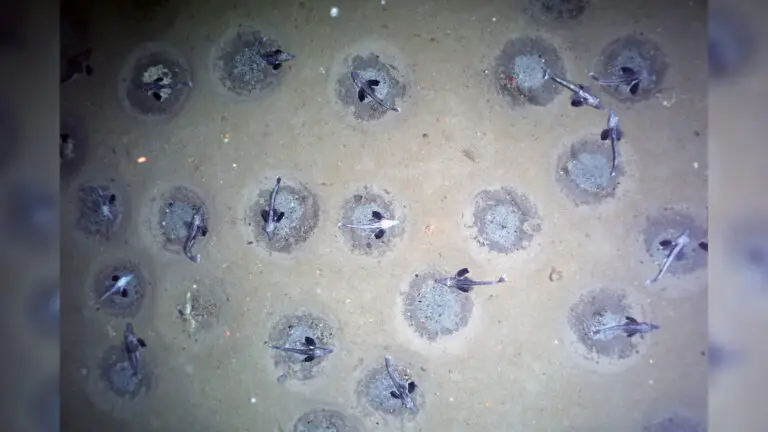 icefish-nests-weddell-sea-68.jpeg