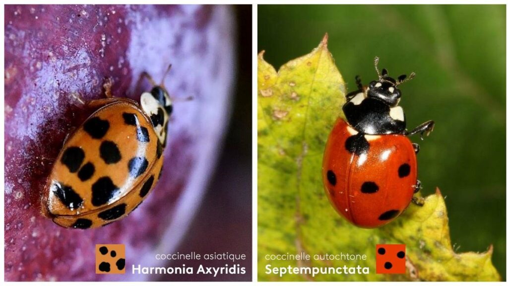invasion-coccinelles-40.jpeg