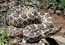 massasauga-rattlesnake-96.jpeg