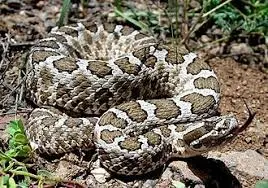 Understanding the Massasauga Rattlesnake and Its Conservation image 1