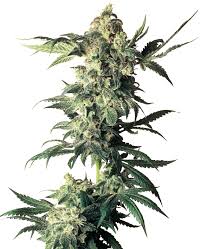 northern-lights-45.jpeg