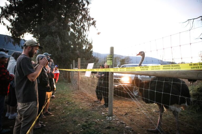 ostrich-farm-bc-136.jpeg