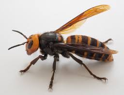 asian-giant-hornets-63.jpeg