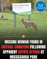 mississauga-coyote-attack-34.jpeg
