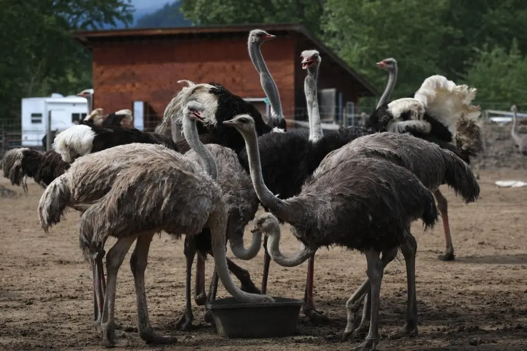 Exploring the Growth of Ostrich Farming in British Columbia image 1
