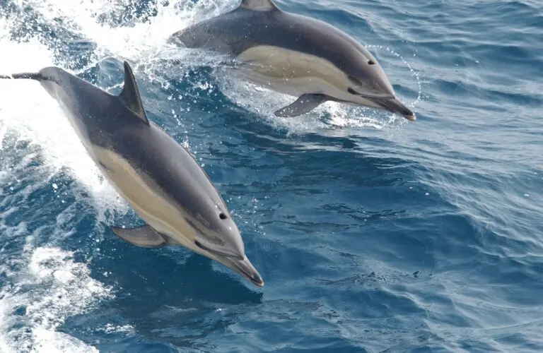 dolphins-vs-jets-52.jpeg