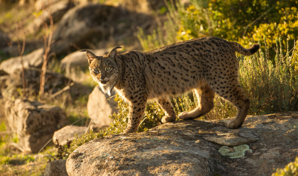 iberian-lynx-19.jpeg