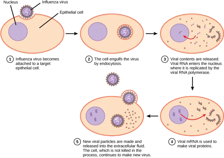influenza-160.png