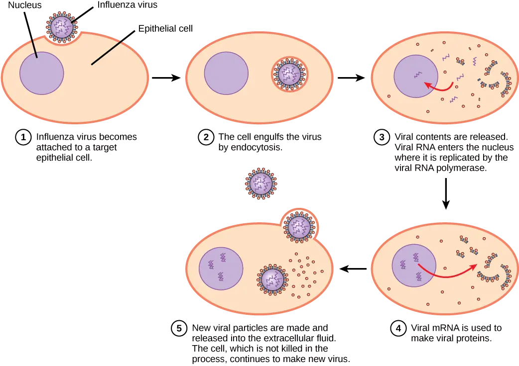 influenza-160.png