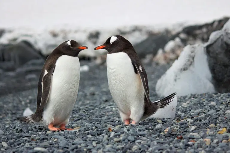 penguins-vs-stars-40.jpeg